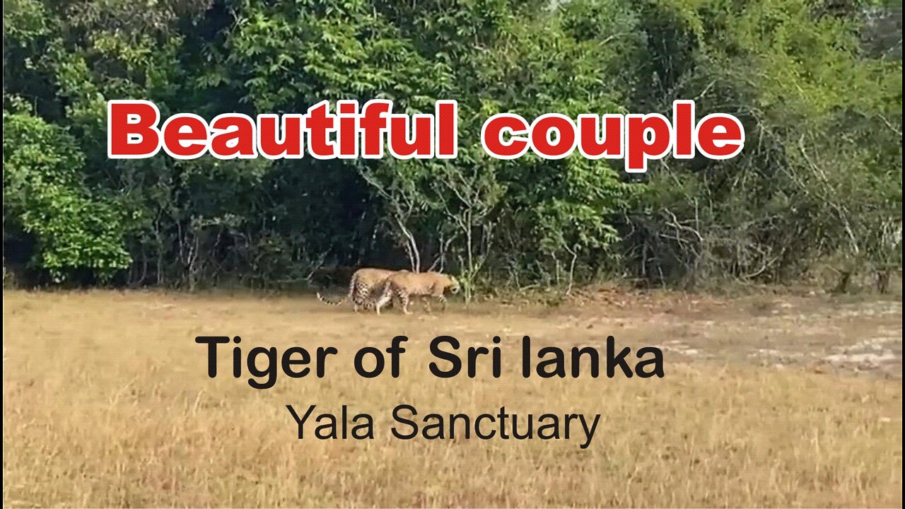 Tiger of Sri Lanka. Yala Sanctuary.