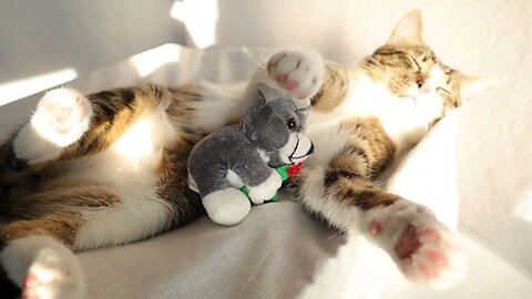 Sleepy Cat and His Toy Mouse