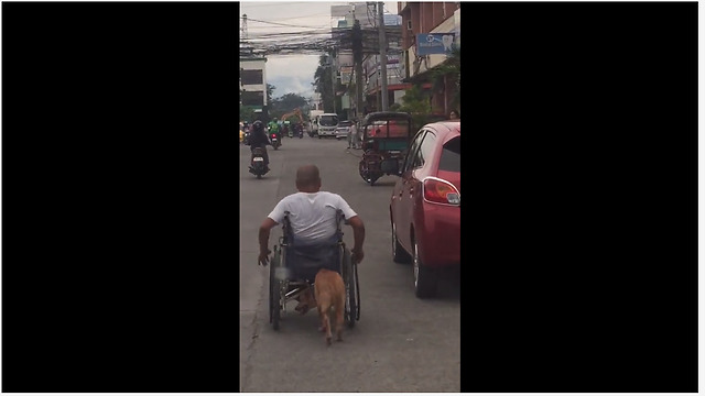 Loyal Dog Helps Paralyzed Owner Push His Wheelchair