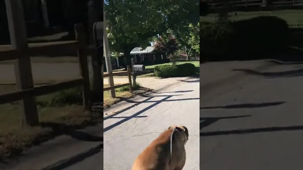 Morning walk Sunday oct 9th 2022