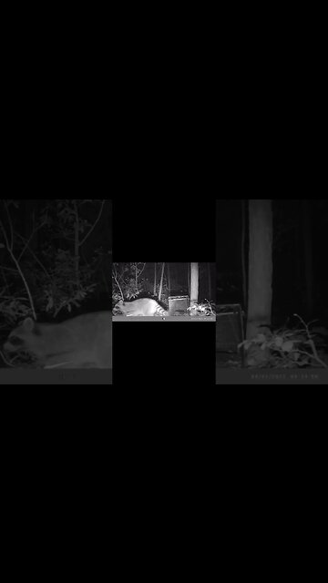 When you have been spotted!! #infantryoutdoors #trapping #trailcamera