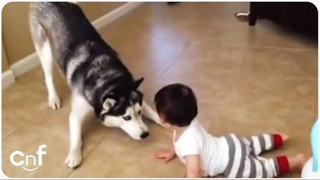 🥰Babies play with Husky ❤️| Cute moment of dogs and Babies🫀🫀