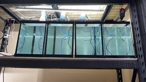 New Quarantine Rack - Stop the fish Covid 🤦‍♂️🤣🤷‍♂️