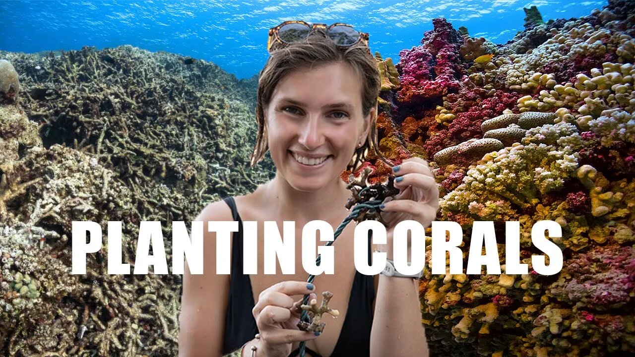 We plant corals in the Caribbean (much harder than we thought) - EP 71