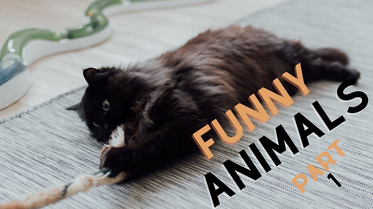 Funny Animals - Funny And Cute Cat'S Life, stress relief