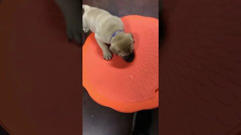 Bullmastiff puppies playing LonelyCreek