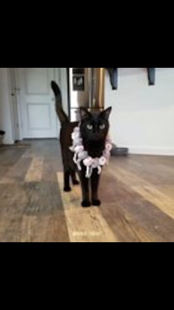 Not all fashion shows have been cancelled.