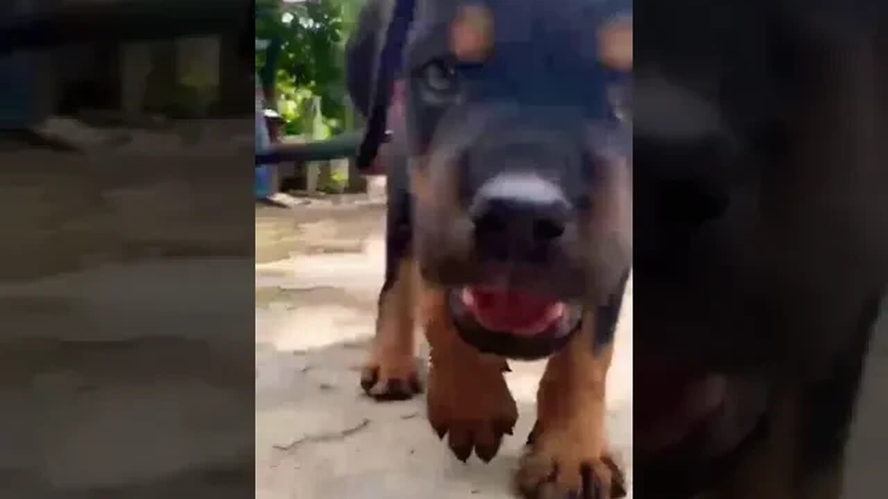 Cute, Curious Little puppy #shorts