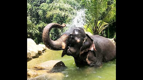 🐘🐘🐘The elephant is bathing and having fun with the water.🐘🐘🐘