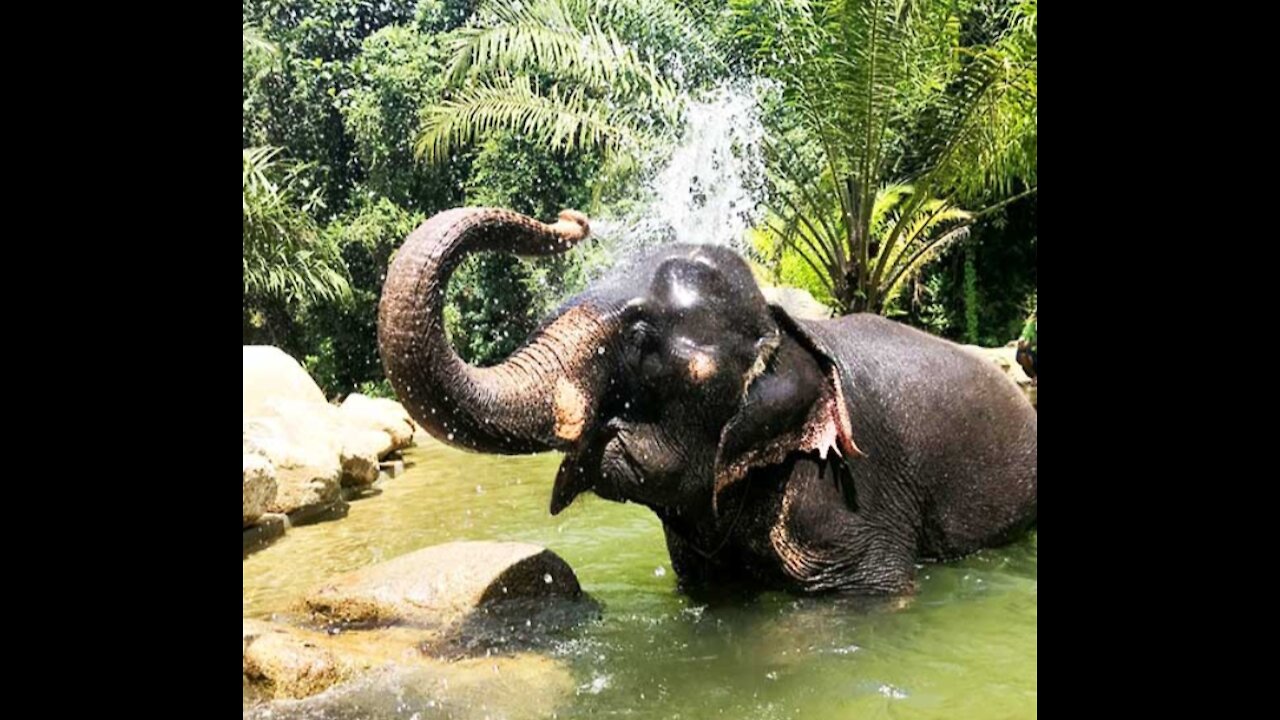 🐘🐘🐘The elephant is bathing and having fun with the water.🐘🐘🐘