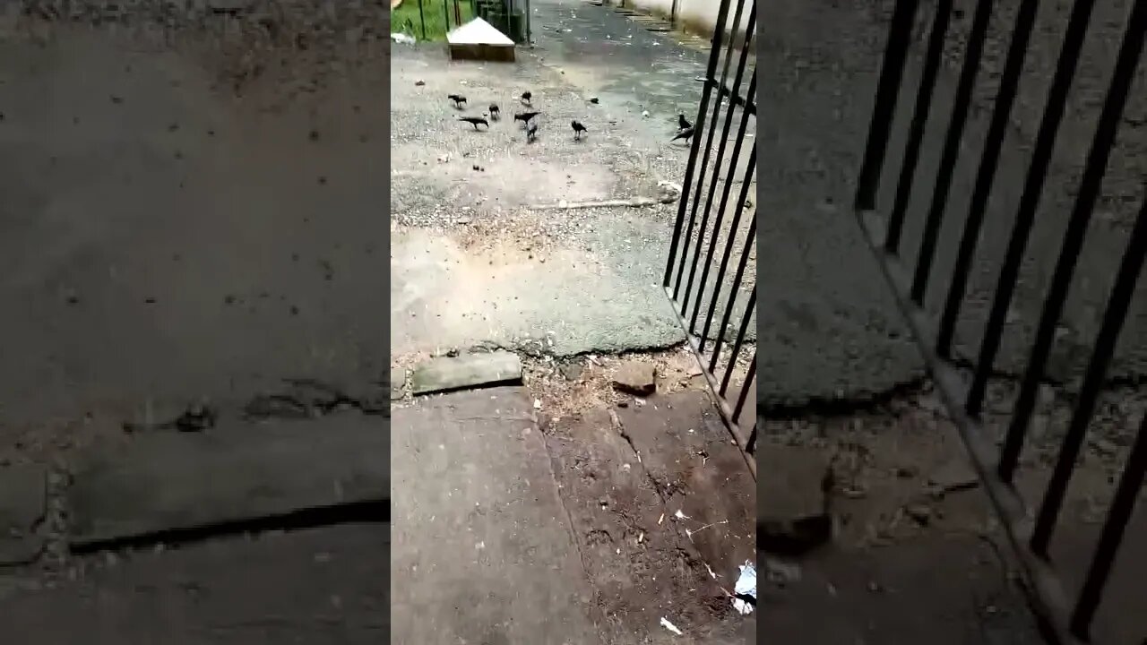 Crows are busy finding food.