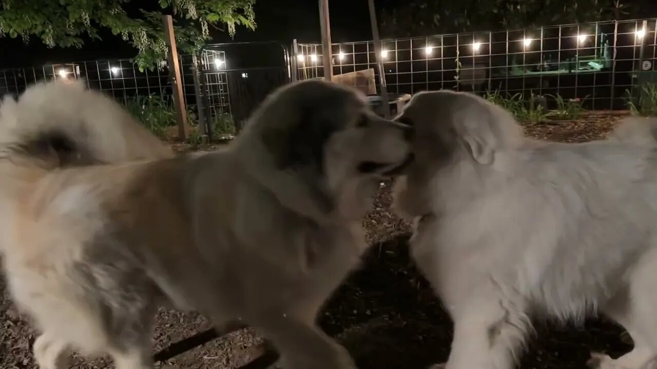 Three Great Pyrenees… having a blast!