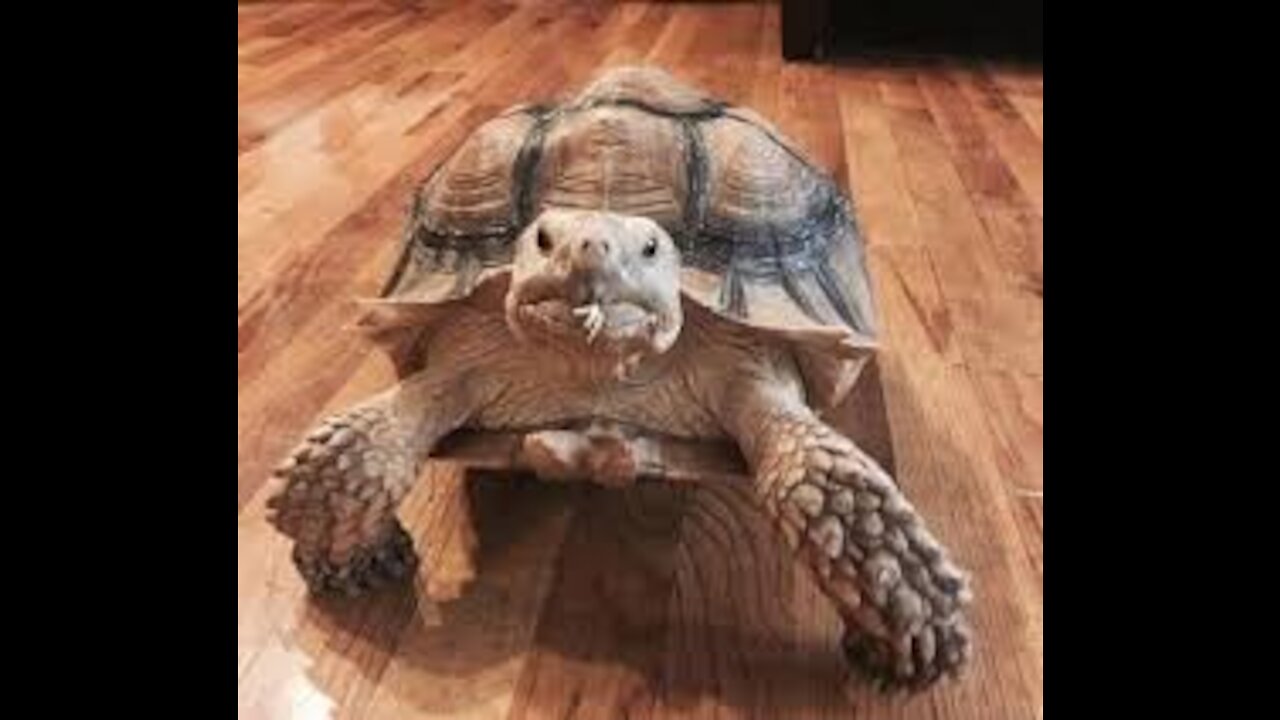 Tortoise vs. Truck (or why floors are bad terrain for tortoises)