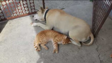 Cão e gato partilham amizade extremamente adorável!