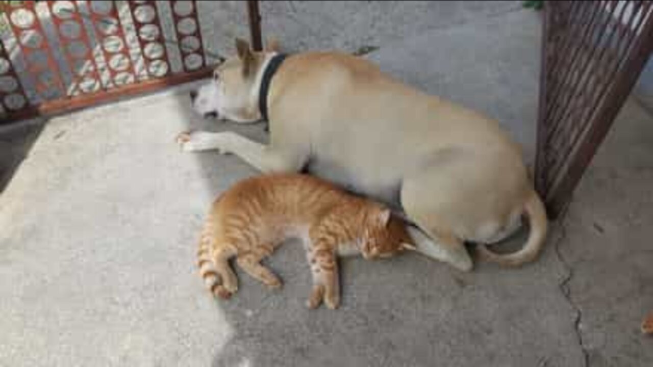 Cão e gato partilham amizade extremamente adorável!