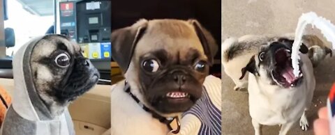 Pug Dog Funny Moments - Cute Dog Videos | Pets Funny