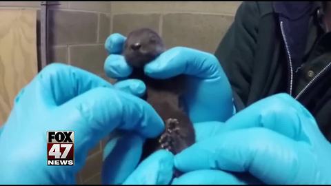 Potter Park Zoo welcomes river otter pups