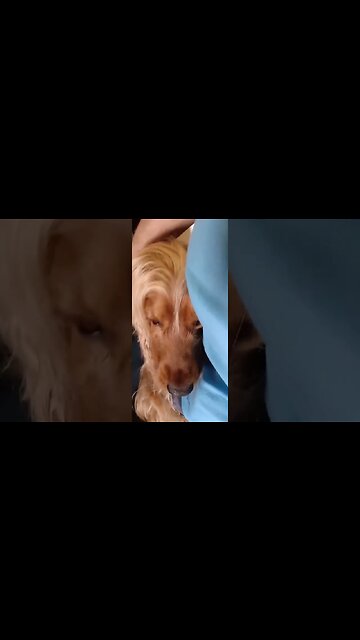 #dogshow , #animals , #dogs , #shorts