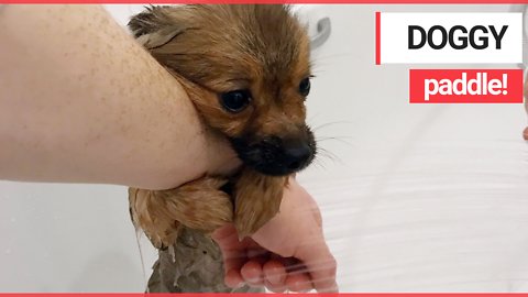 This is the adorable moment a five-month-old puppy clings on to its owner as it gets its first bath