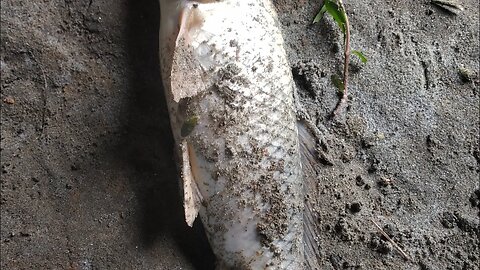 তরতাজা মাছ কাটলাম । Fish Cutting। Deshi Fish Cut।