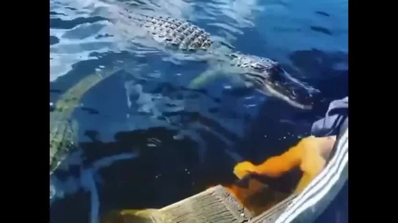 Swimming 🏊♂️ with the gators 😅😅