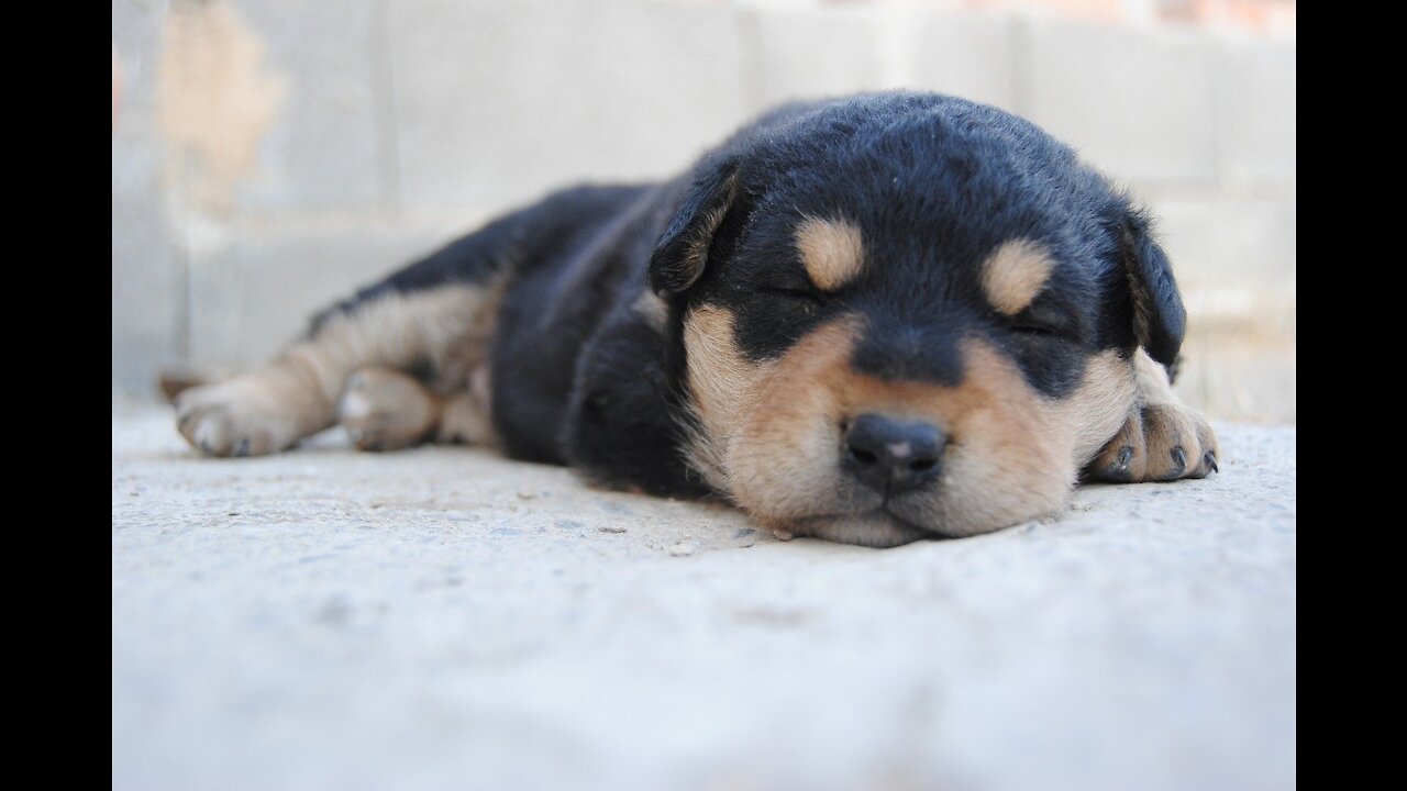 CUTE PUPPIES: PUPPIES SLEEPING RELAXING, Cute and Funny 2021