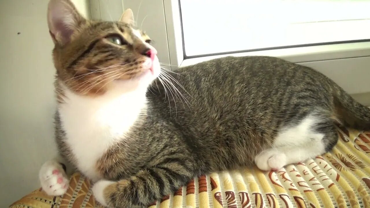 Kitten Smells the Food Cooking on the Oven