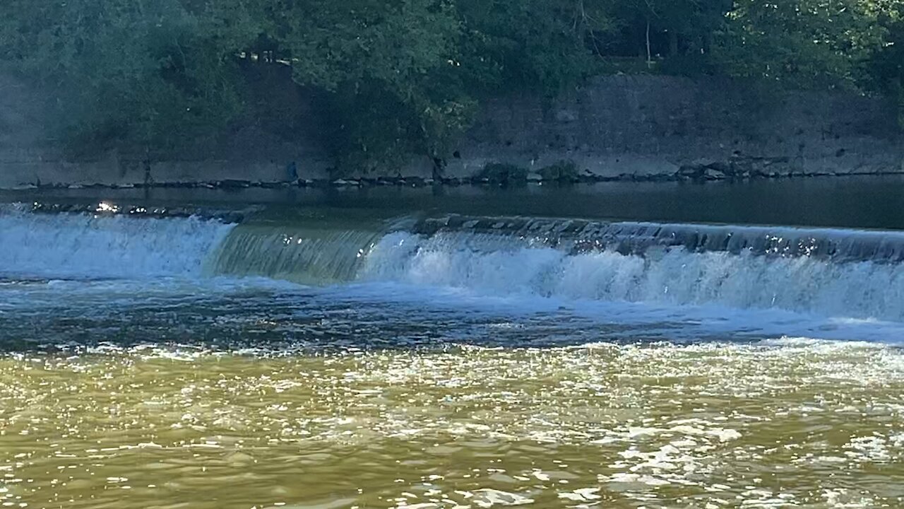 2021 Salmon run Humber River 43