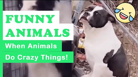 FUNNY ANIMALS: When Animals do Crazy Things! | TFAE2023