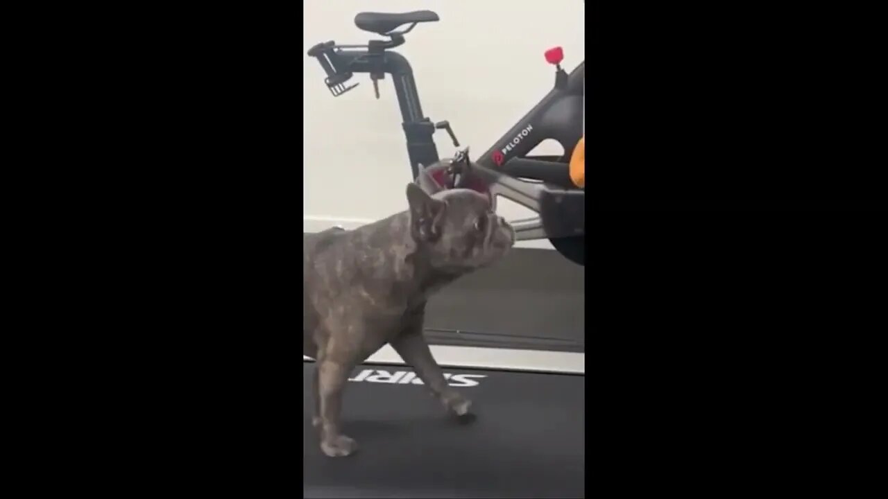 Funny animals Funny cats DOGS #funnyvideos #animals #cat #dog #2023 #funny #humor