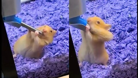 Hamsters have a big mouth - Funniest Animal Videos 🤣