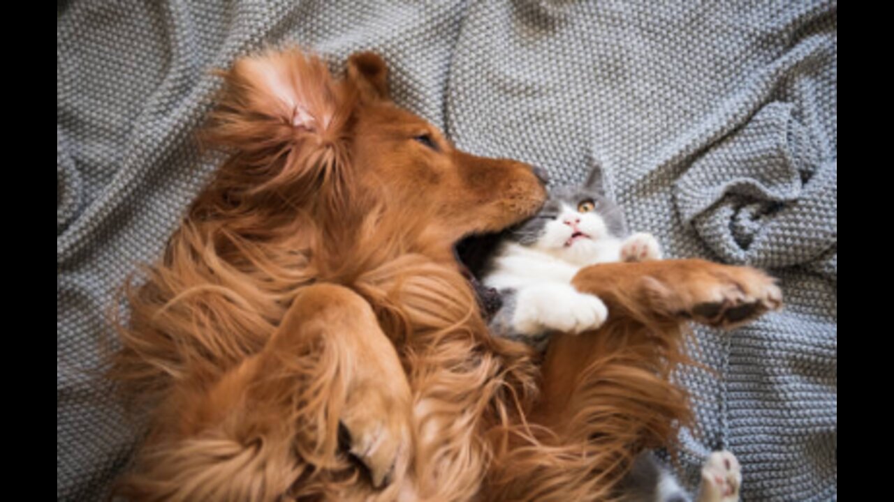 Cats & Dogs – TOP 10 Most Dog-Friendly Cat Breeds!