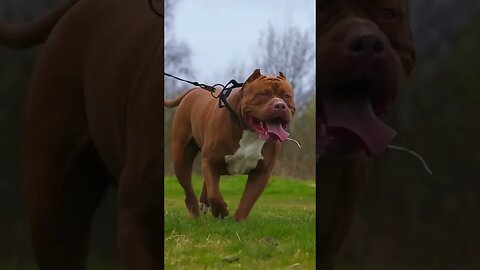 😍 180 pound Pitbull from #burrnationk9s looking just like the hulk Pitbull clone at DarkDynastyk9s