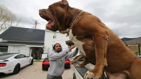 Dog Friends Reuniting -WILL MELT YOUR HEART p.2