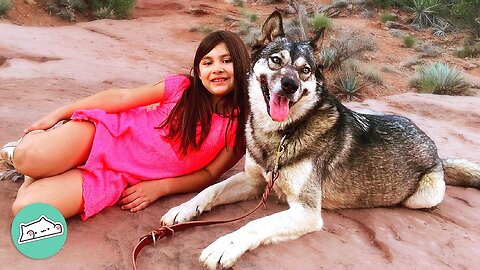 Girl's Best Friend: Rescued Wolf Dog Became a Protector and Companion | Furry Buddies