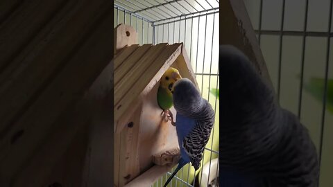 Budgies Peek A Boo! 💞💖 #budgies #animallover #youtubeshorts #parrot