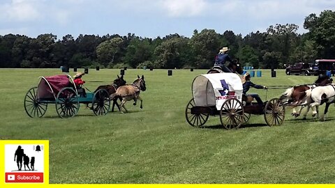 Landrush Wagon Race - The 1836 Chuckwagon Races 2022