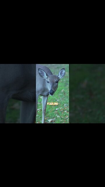 How to guess the age of a deer | Part 2 #shorts #hunting #deer #deerhunting #deermanagement