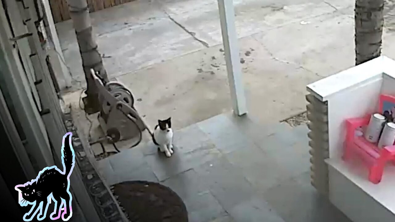 Cats Can Do That? Watch This Funny Conversation Happen Via Ring Stick Up Cam