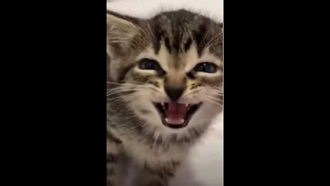 Funny Animal Videos Try Not To Laugh - Updated