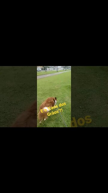 Caos Nenhum no final! #shorts #nossasobrevivencia #agronegocio