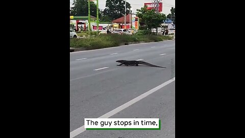 Monitor Lizard Crosses Busy Street