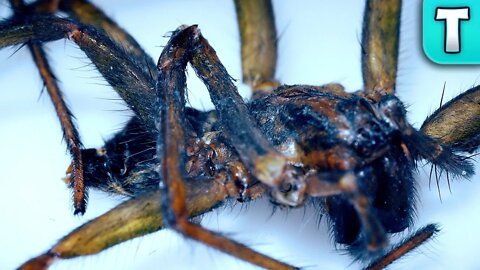 Nightmarish Creatures in Macro | Micro Universe