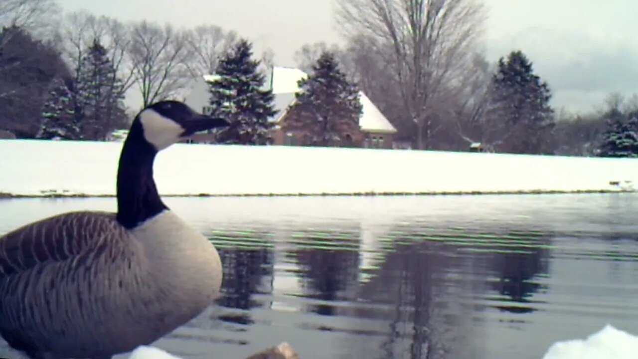 Snowy Day with Geese and Relaxing Music