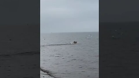 Dog Life Tiktok bunnyandscout