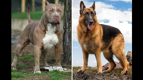 German Shepherd Vs Masive Pitbull