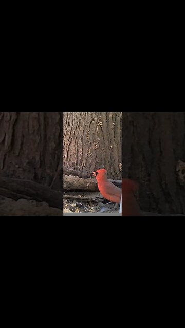 Beautiful 😍male cardinal🐦peeking 👀around, lookin` 👀good #cute #funny #animal #nature #wildlife #farm