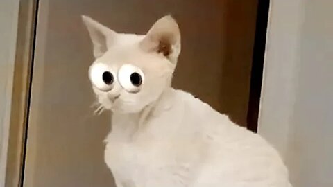 Funny Cute Animal Moments