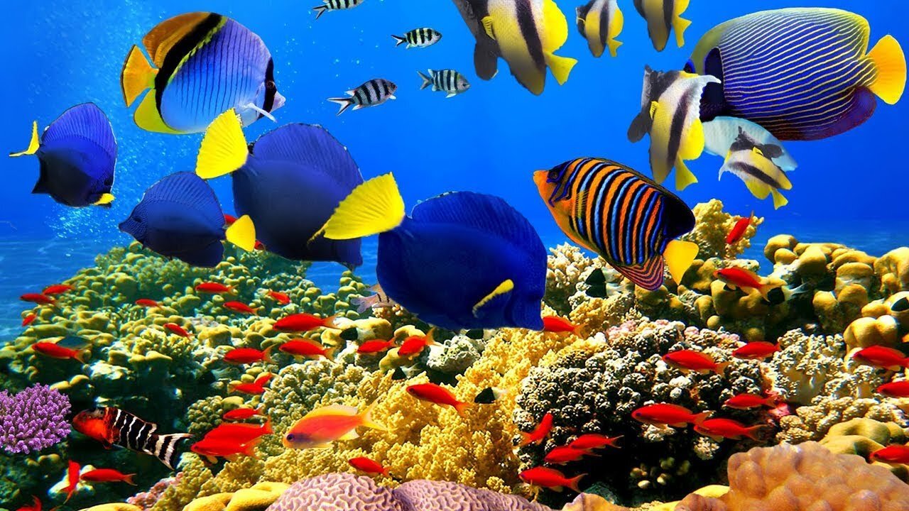 FULL 4K- The most beautiful coral reefs and undersea creature on earth
