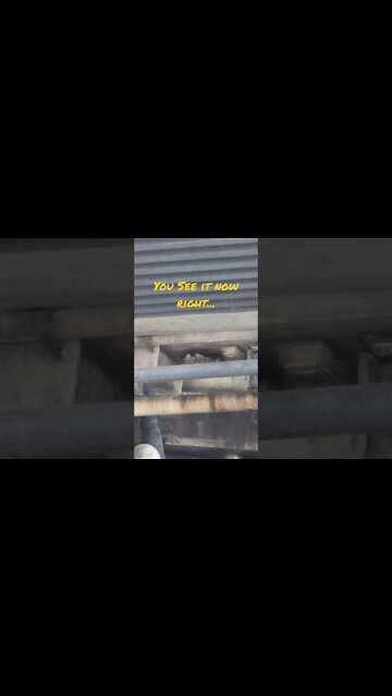 How Many Millennium Falcons Are On Batuu?